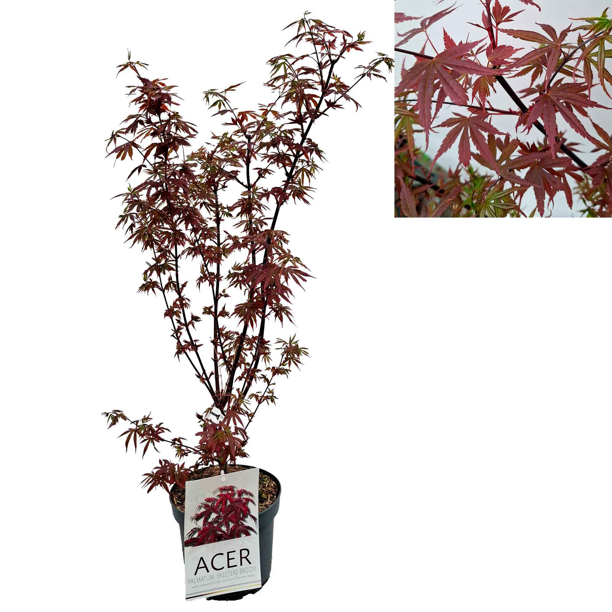Acer pal. 'Skeeter's Broom' 50-60 cm. 4L