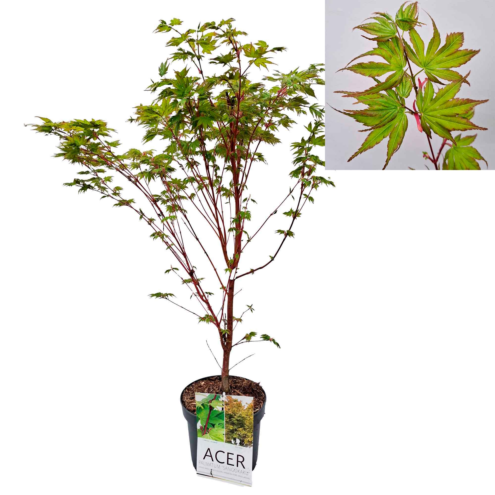 Acer pal. 'Sangokaku' 50-60 cm. 4L