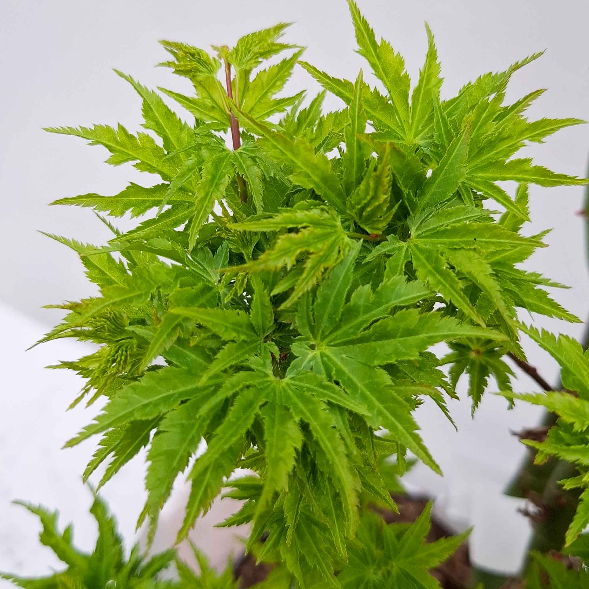 Acer pal. 'Shishigashira' 30-40 cm 4L