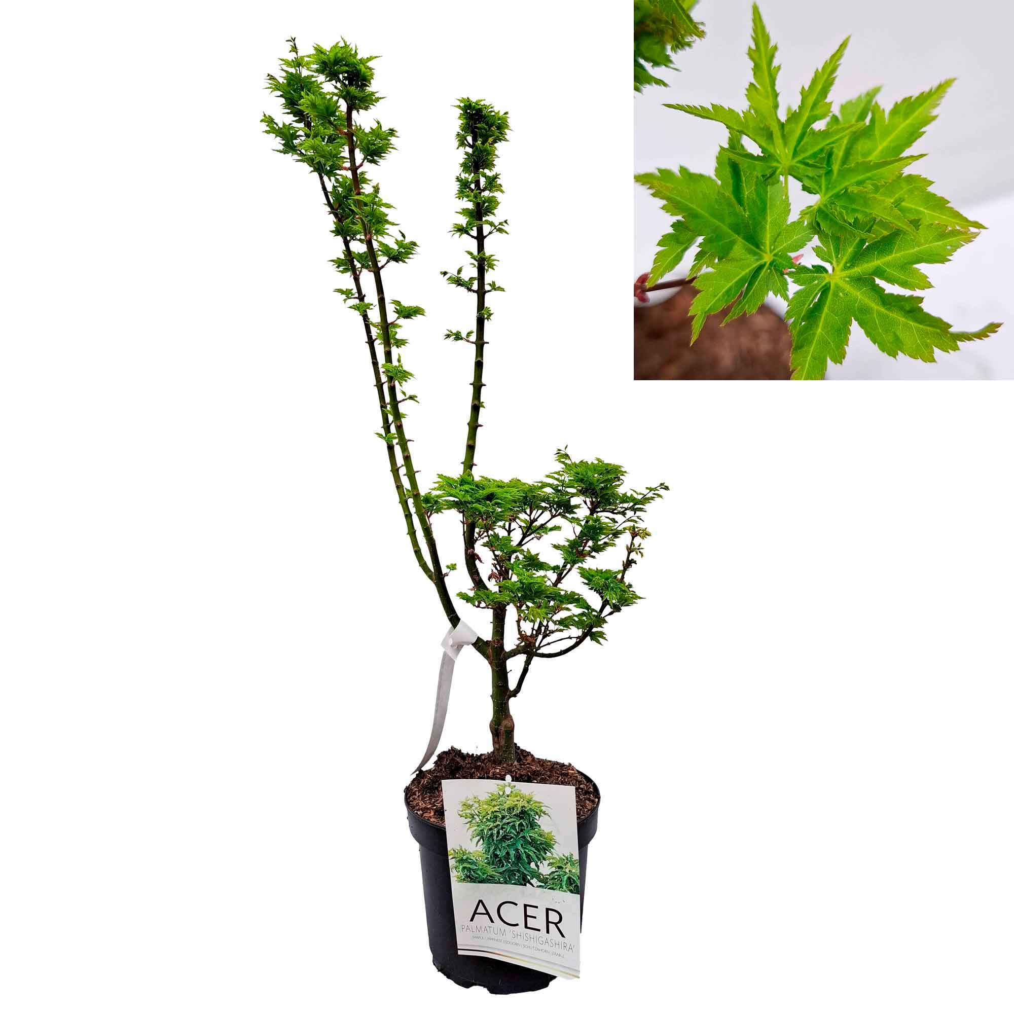 Acer pal. 'Shishigashira' 30-40 cm 4L