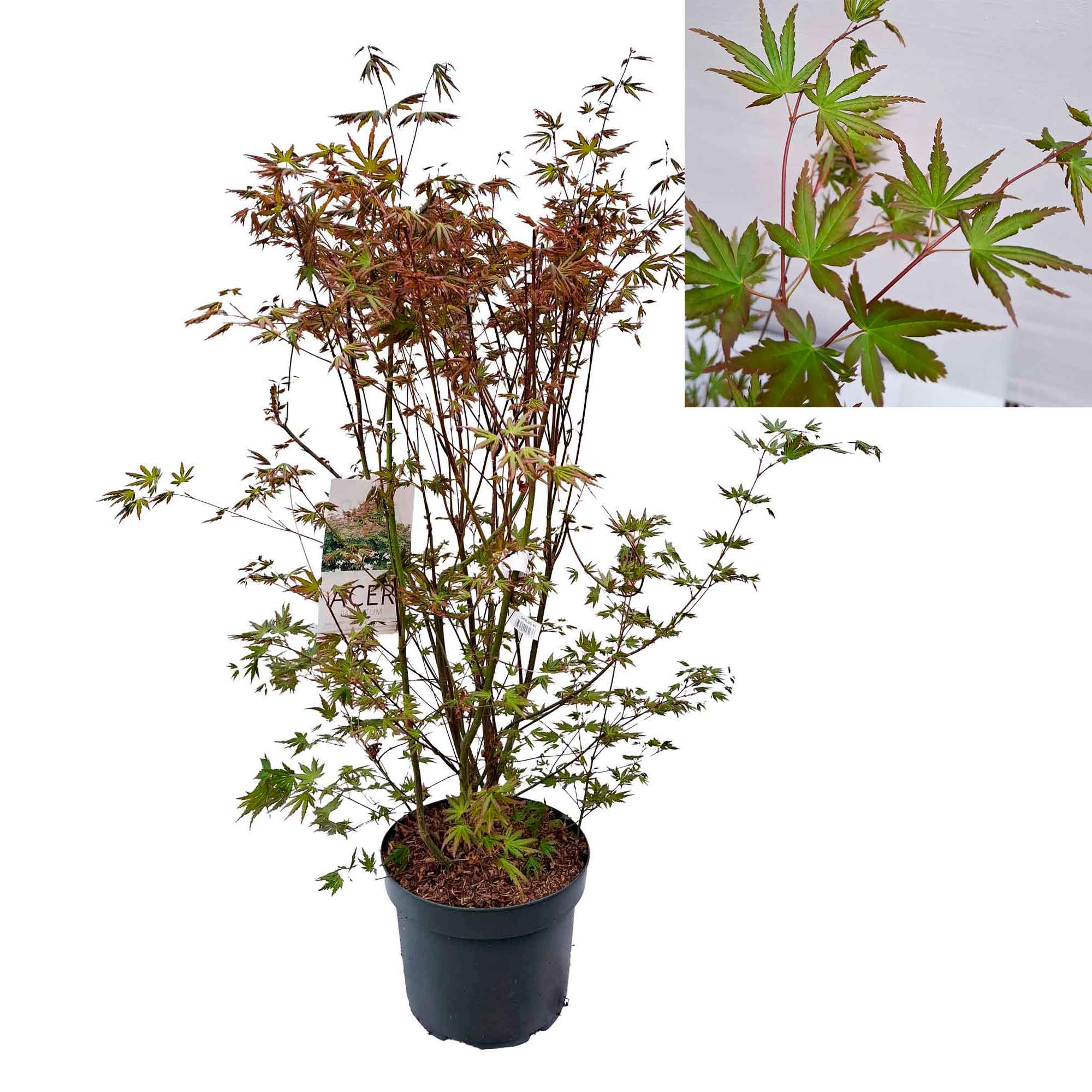 Acer palmatum 60-70 cm 10L