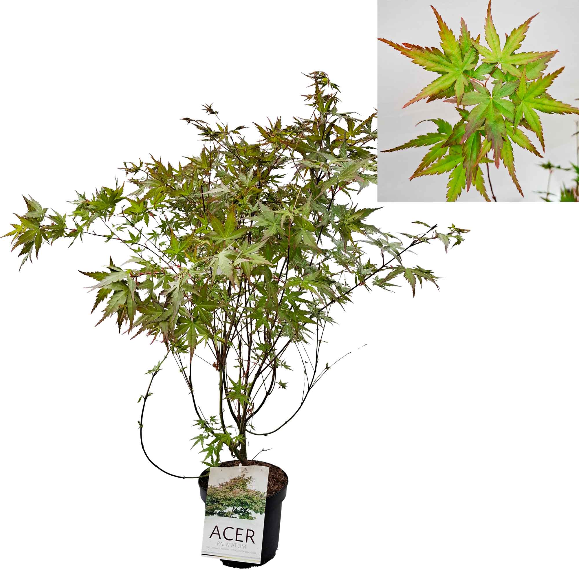 Acer palmatum 60-70 cm 4L