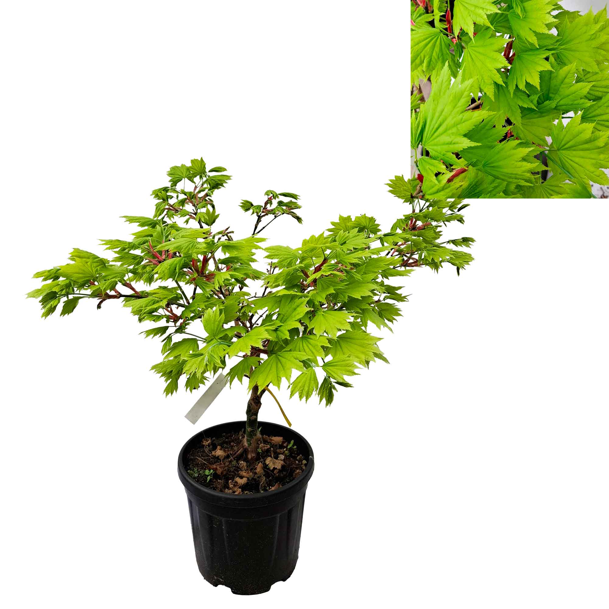 Acer palmatum Shirawasanum aureum 10 lt