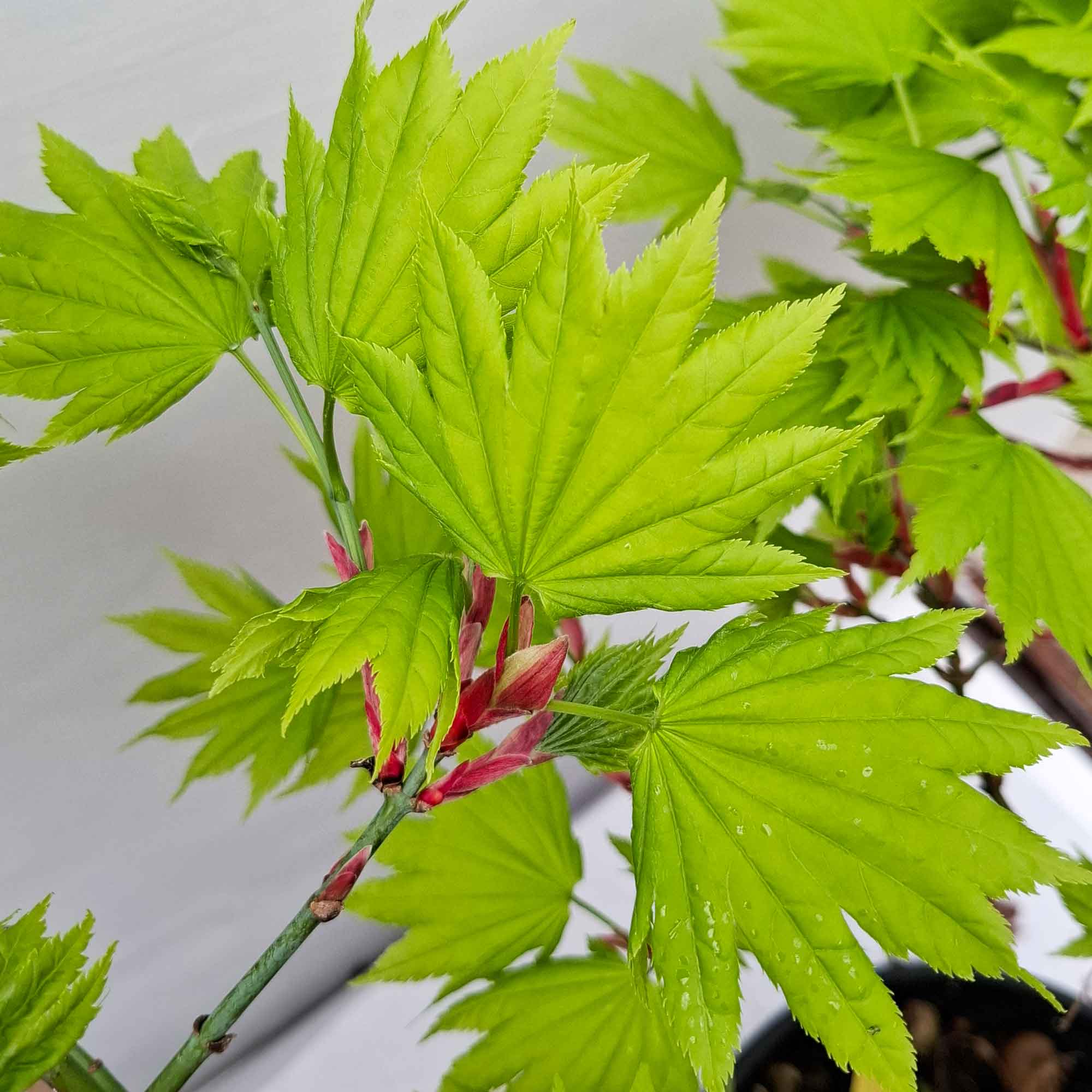 Acer palmatum Shirawasanum aureum 10 lt
