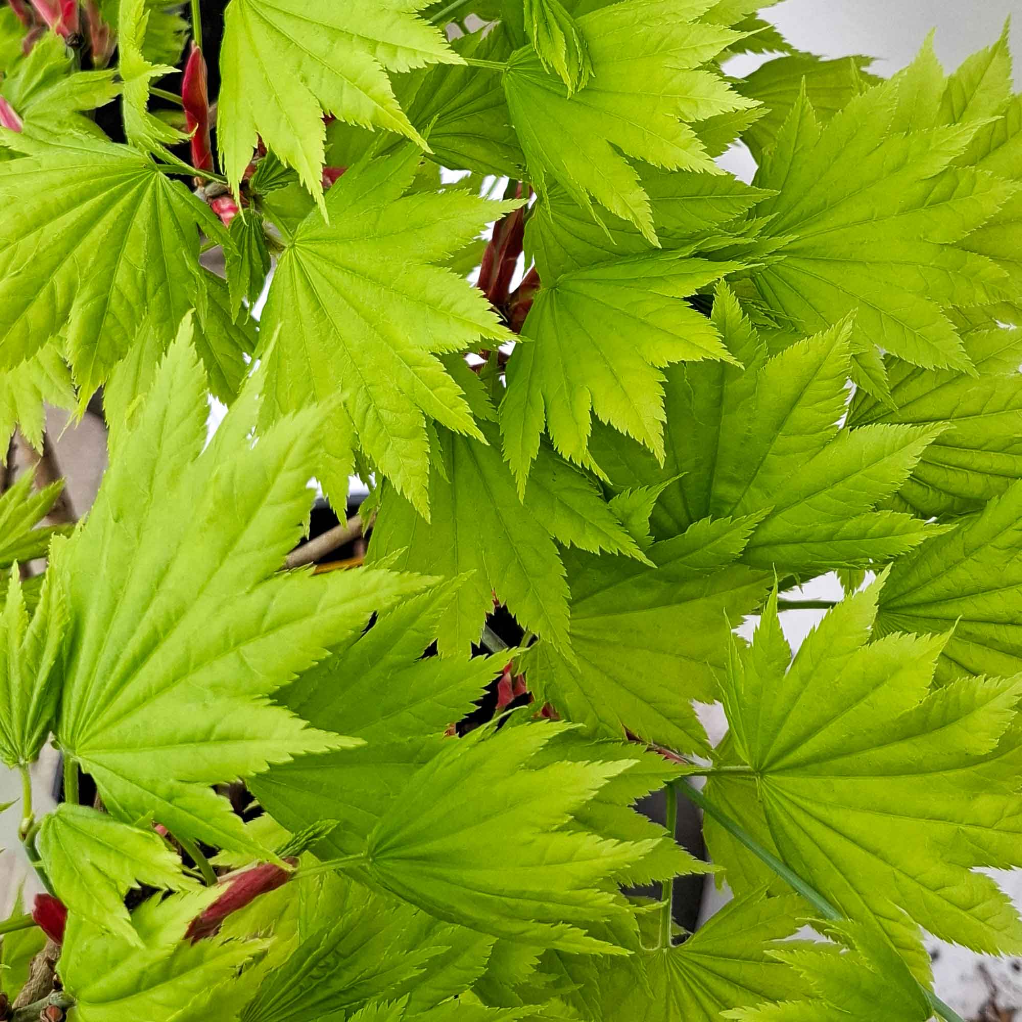 Acer shir. 'Aureum' 25-30 cm 4L