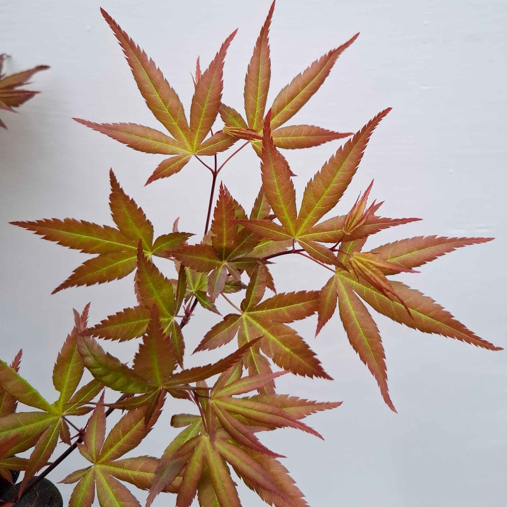 ACER PALMATUM SHAINA CLT 9