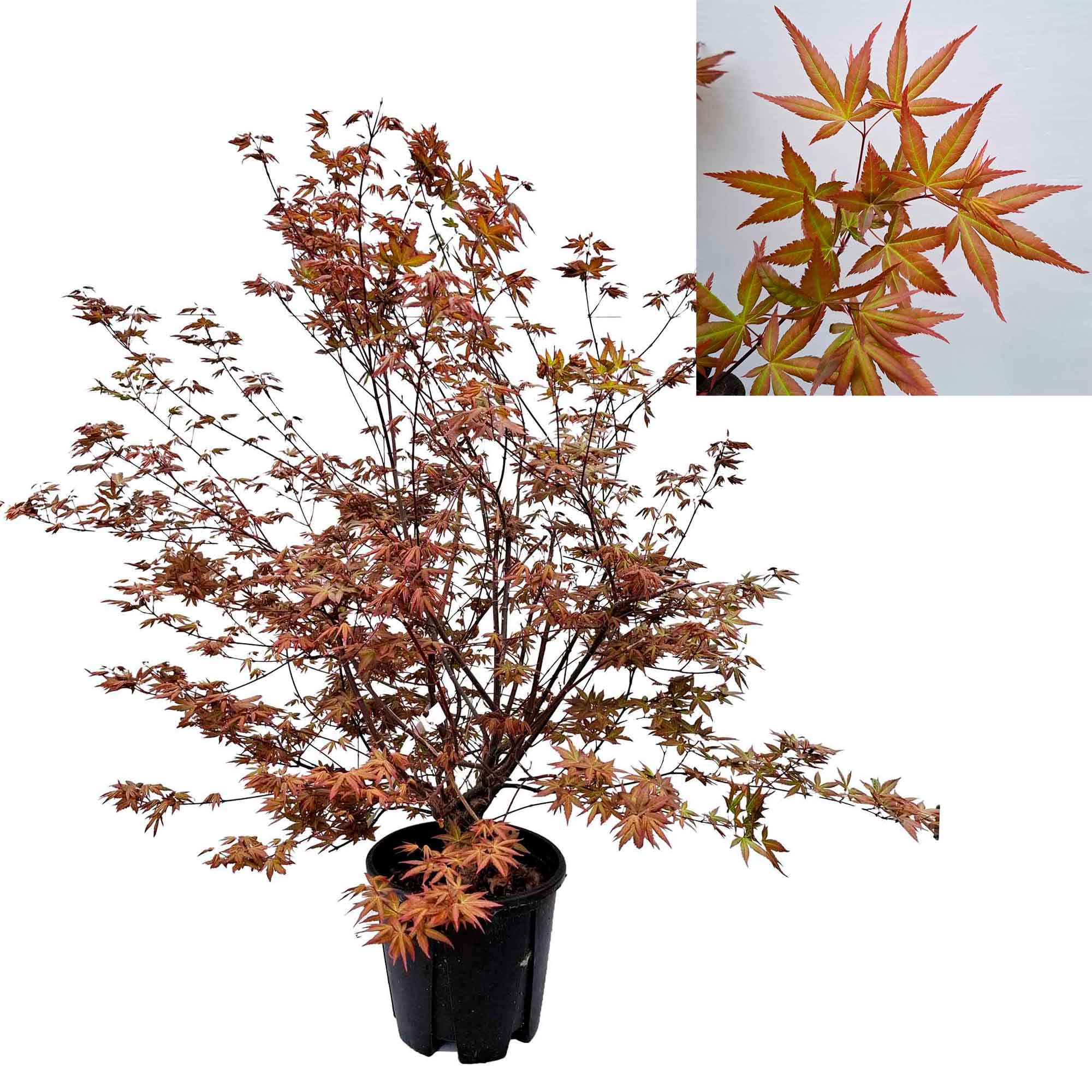 ACER PALMATUM SHAINA CLT 9