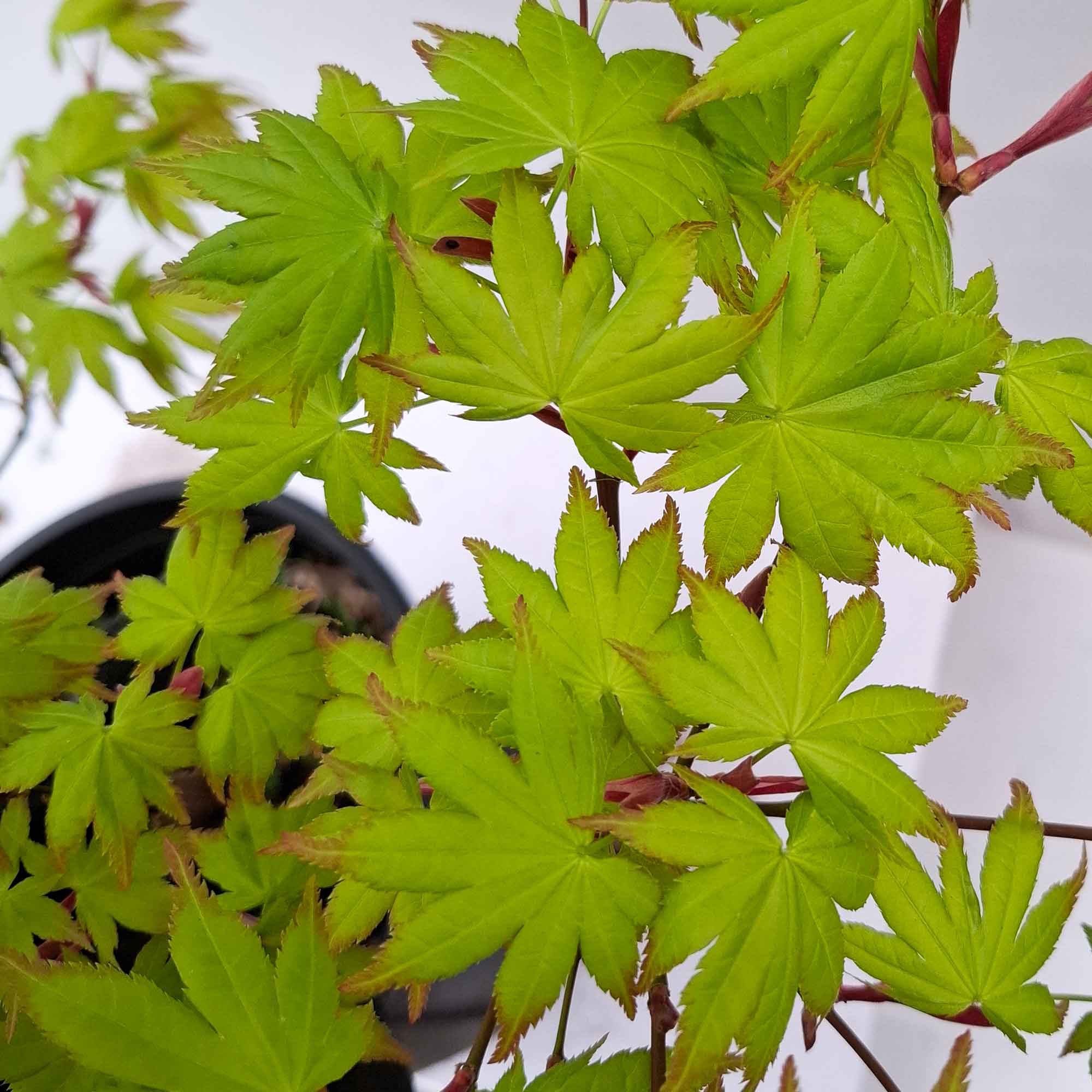 ACER PALMATUM SUMMER GOLD CLT 9