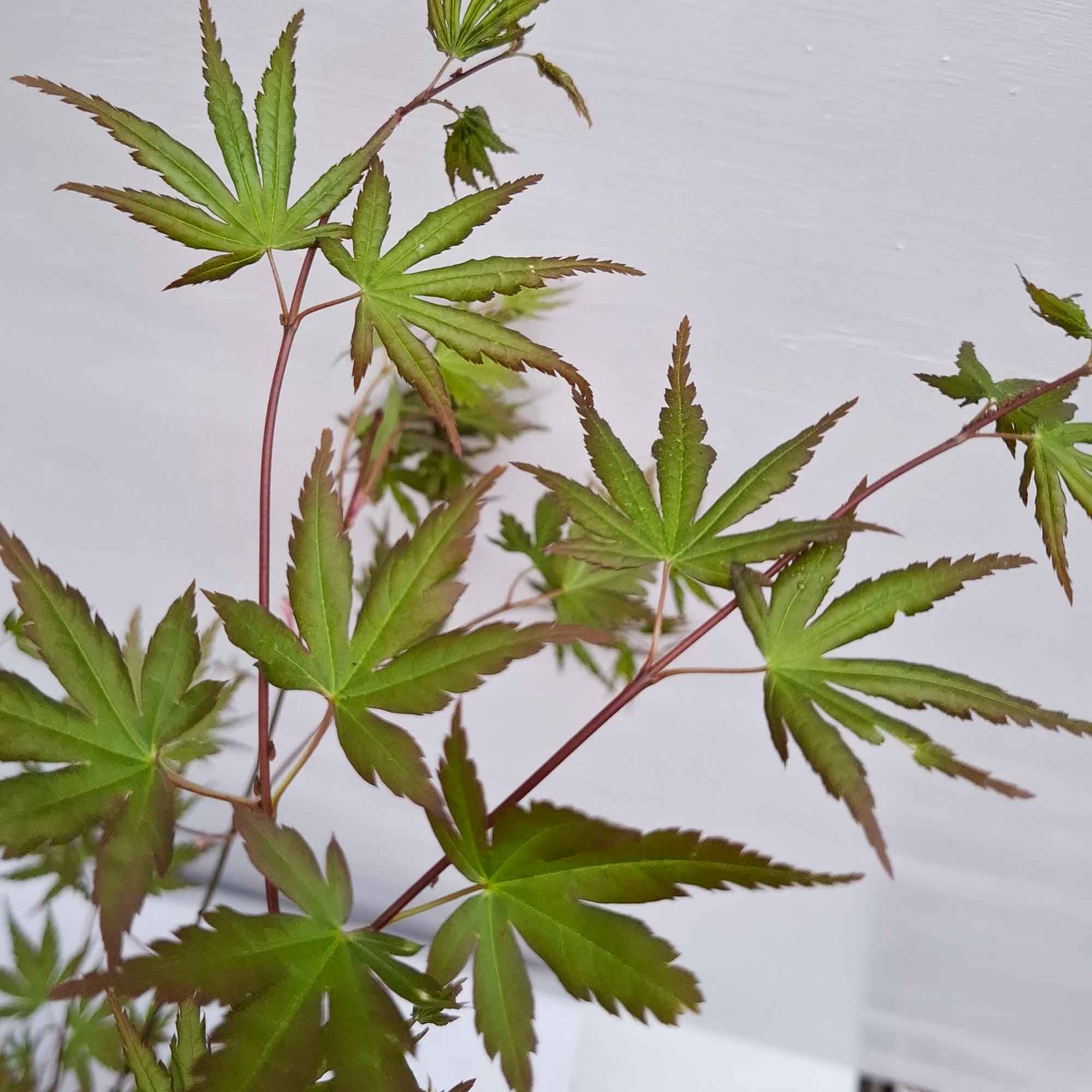 Acer palmatum 60-70 cm 4L