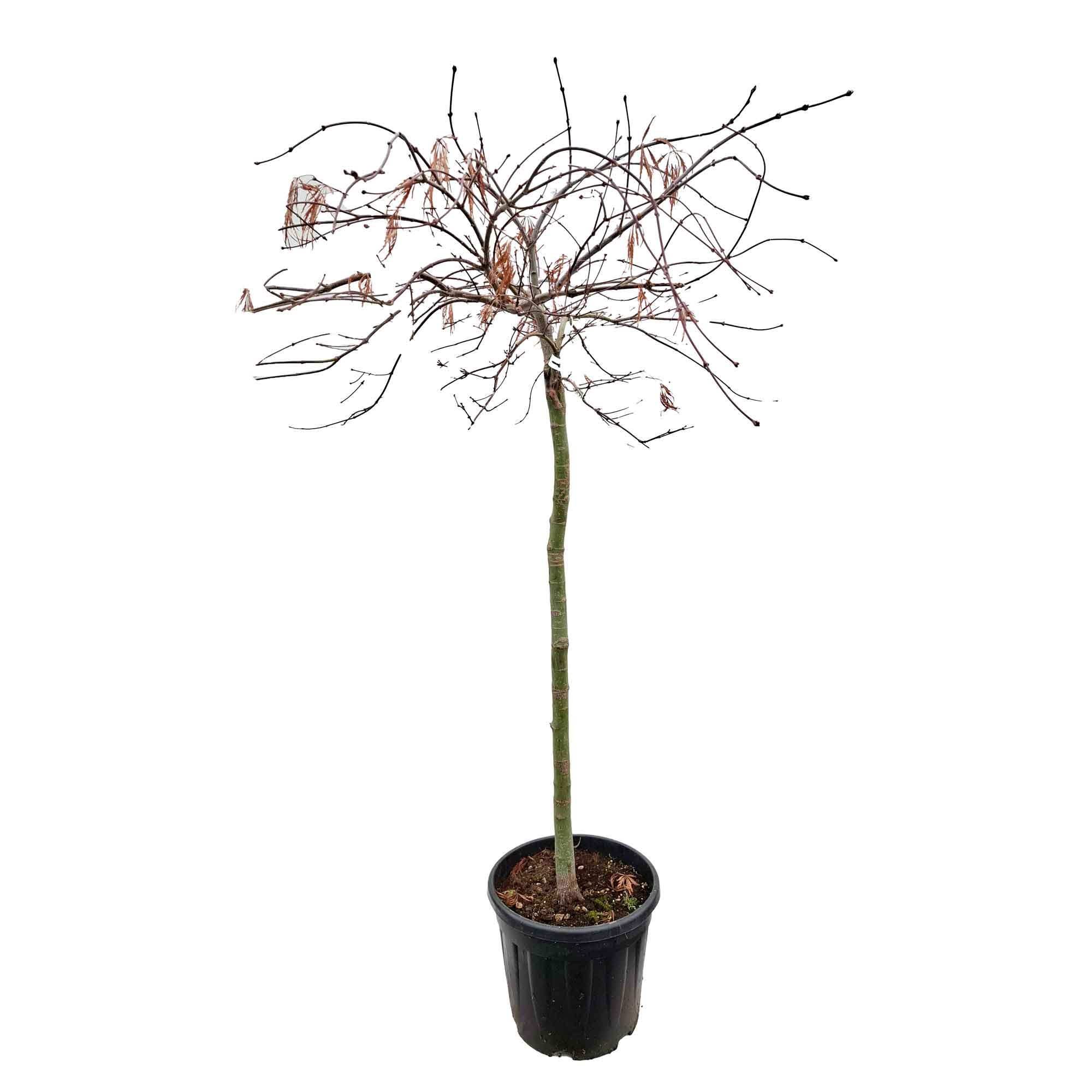 Acer dissectum 'Crimson Queen' C15 80cm st