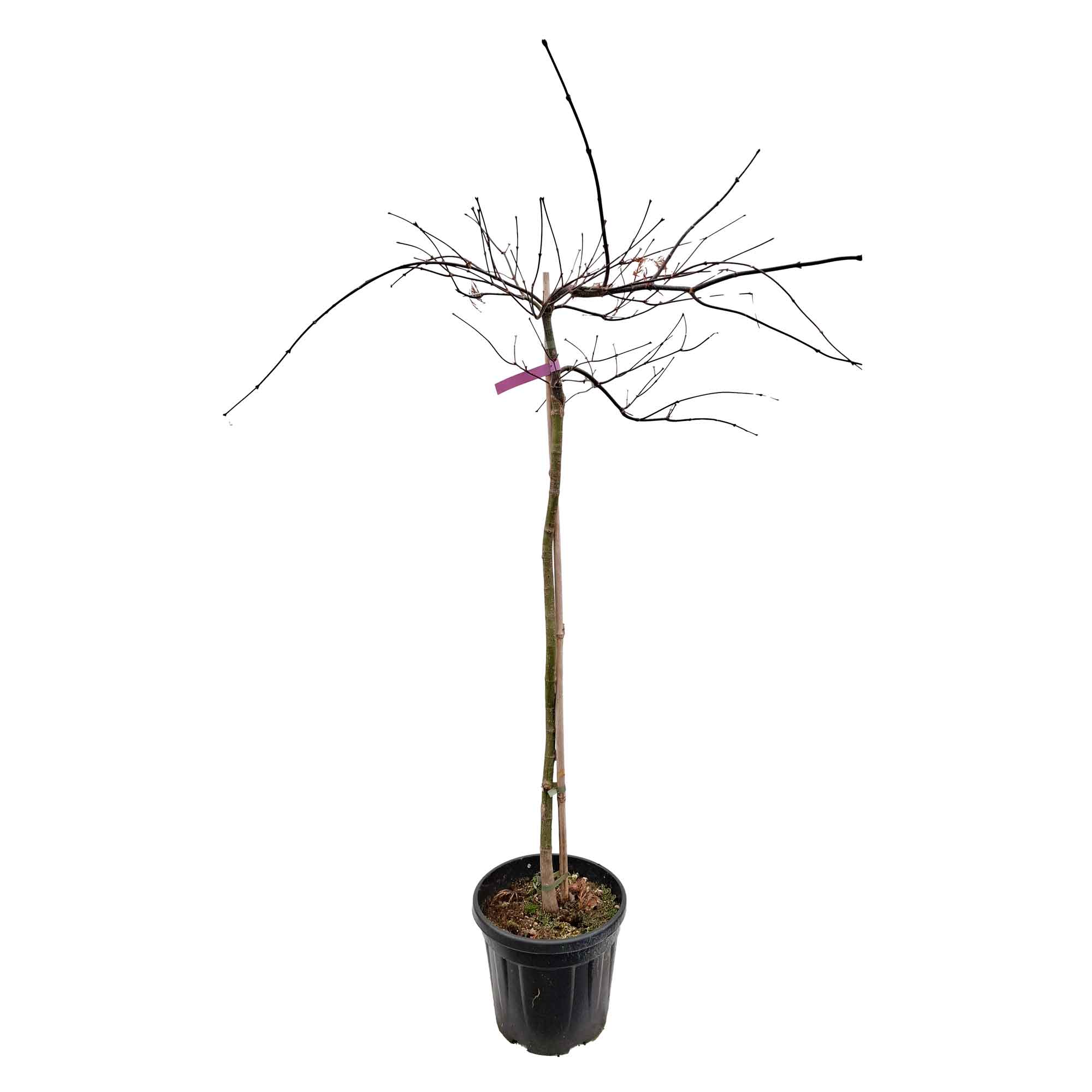 Acer dissectum 'Nigrum' C7.5 80cm st