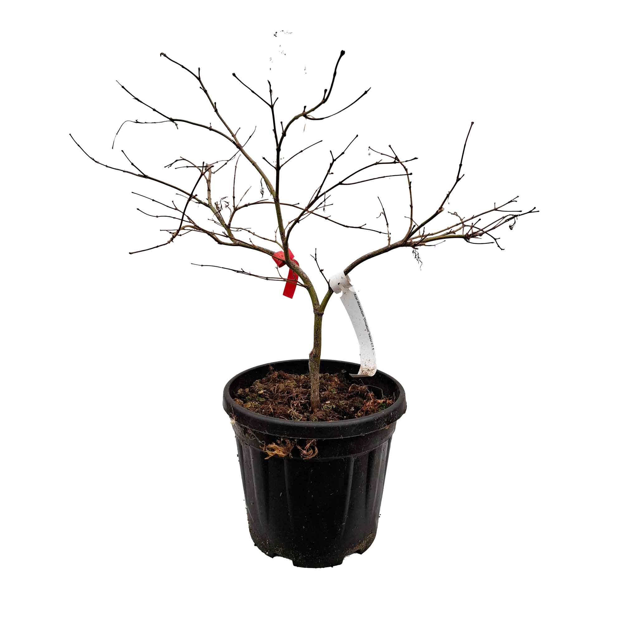 Acer dissectum 'Ornatum' bassi C7.5