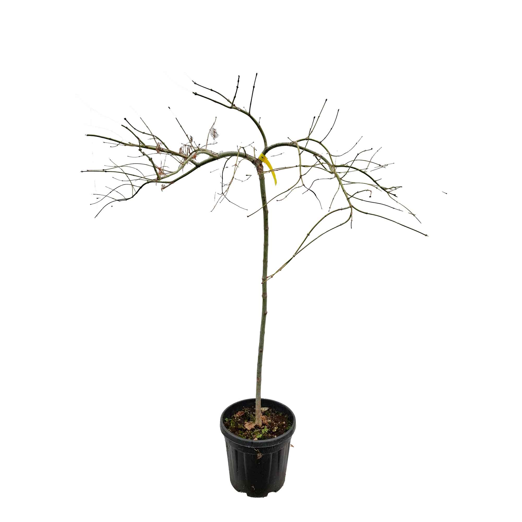 Acer dissectum 'Viridi' C7.5 80cm st