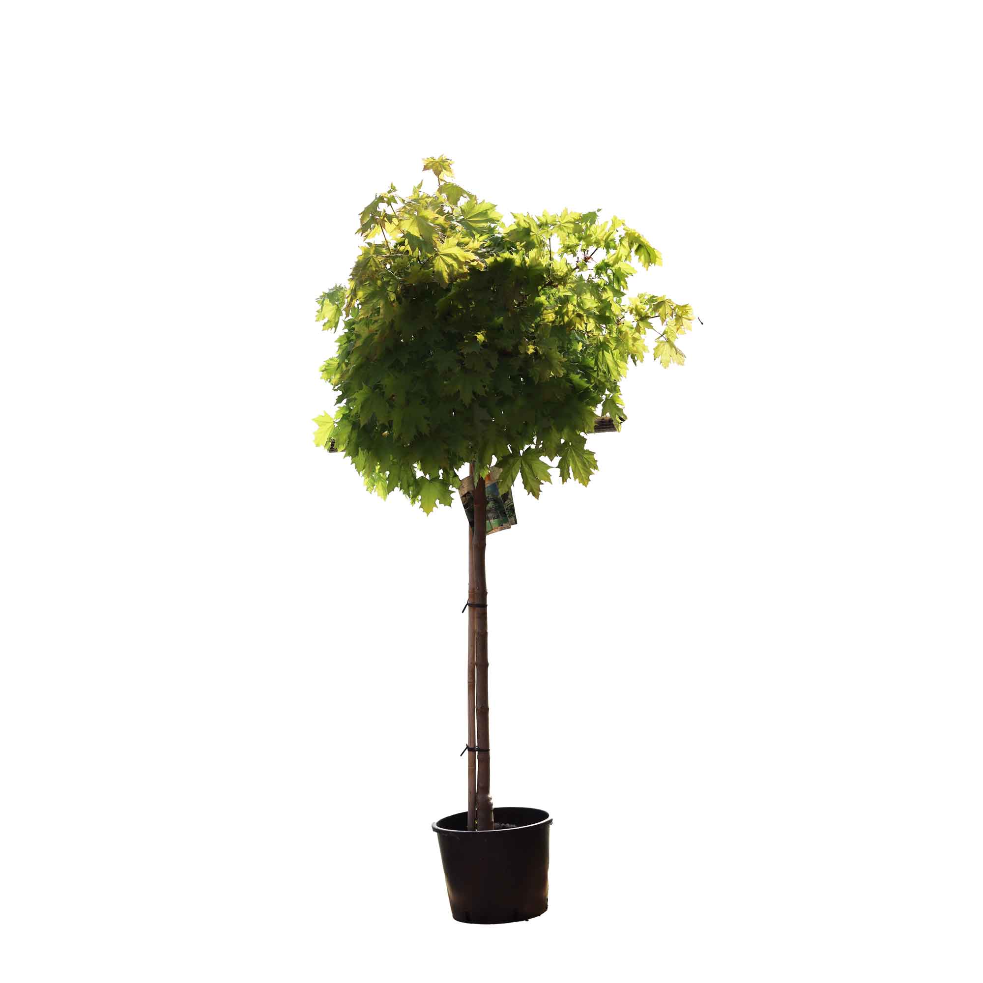 Acer plat. 'Globosum' 120cm st 6/8cm C18