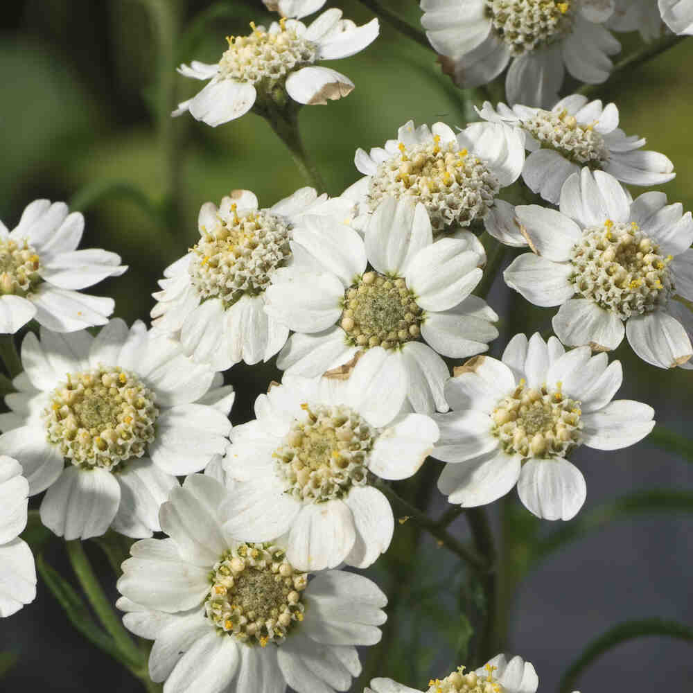 Achillea ptarmica 9cm