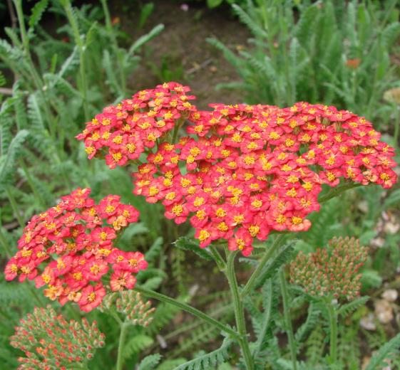 Achillea 'Walther Funcke' P9