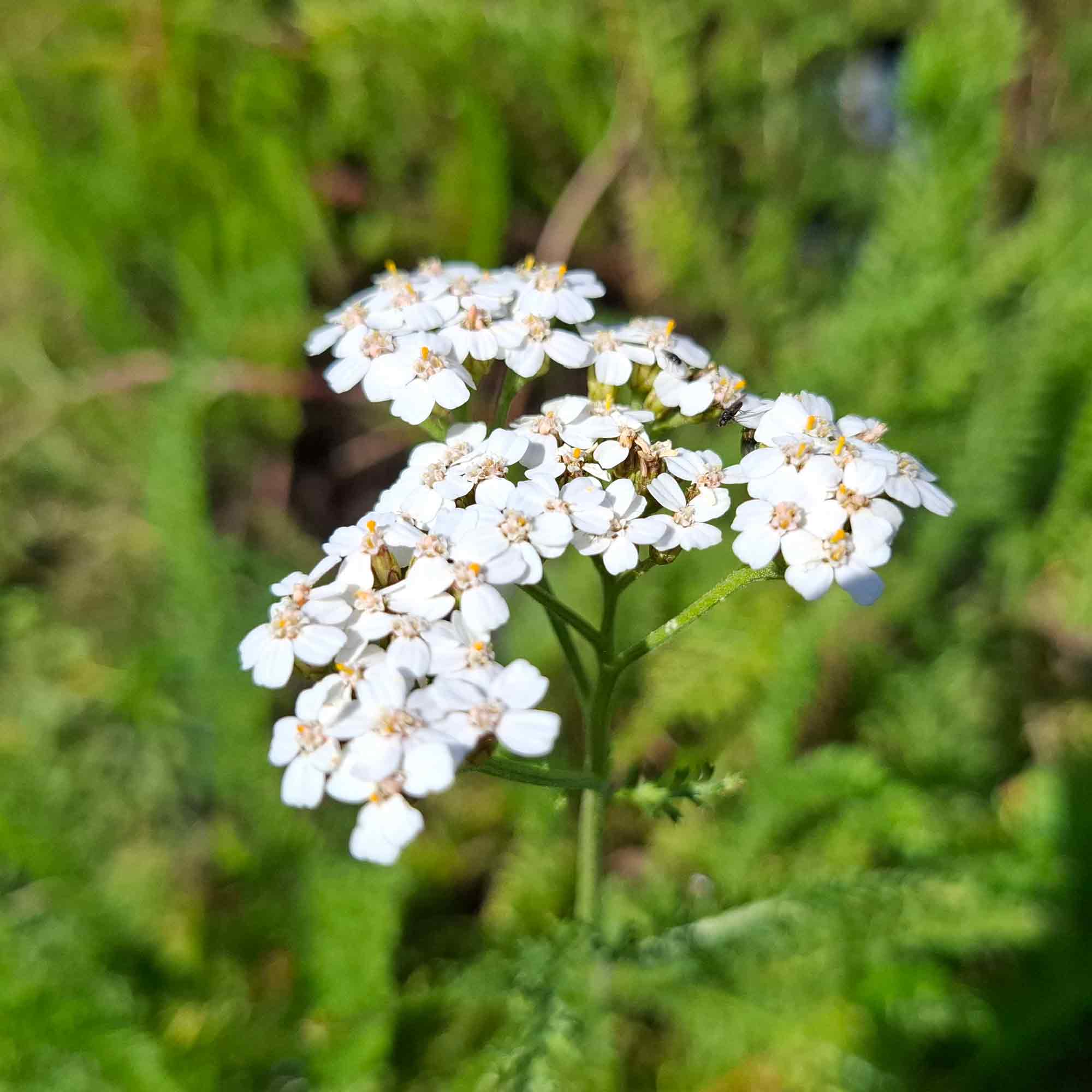 Achillea m. 'Schneetaler' P9