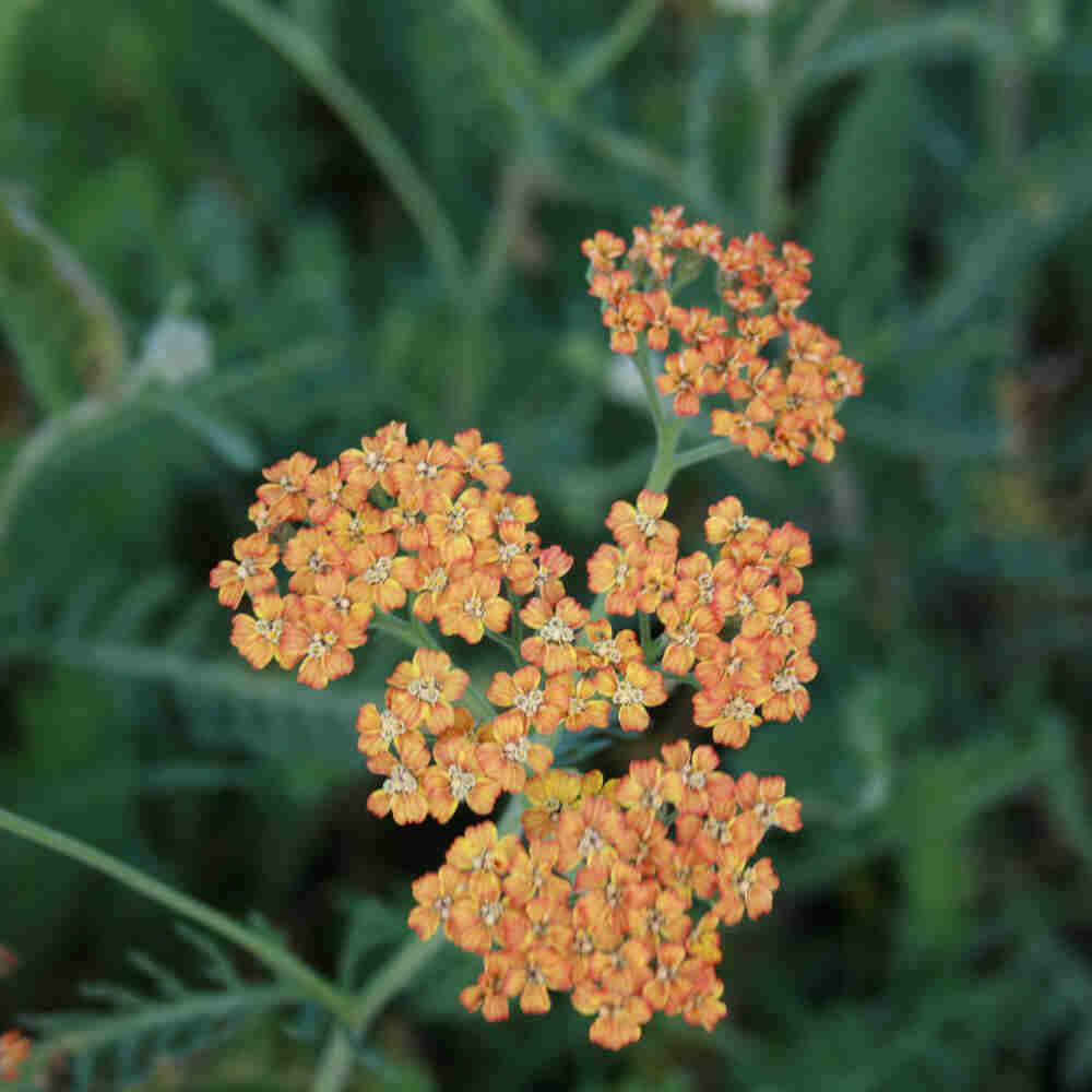 Achillea mille. 'Terracotta' 1L