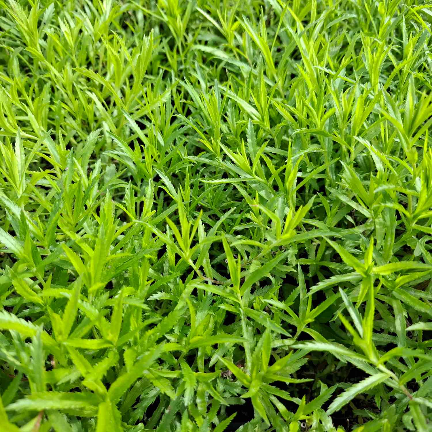 Achillea ptarmica P9