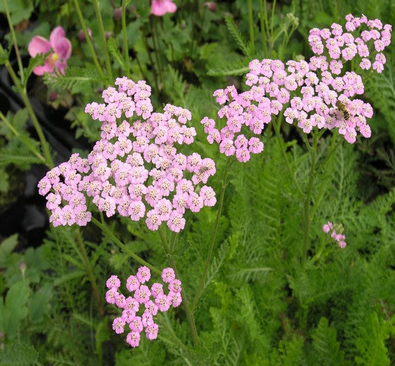 Achillea m. 'Lilac Beauty' P9