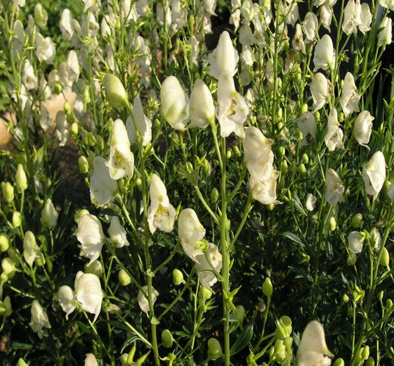 Aconitum napellus 'Album' C2