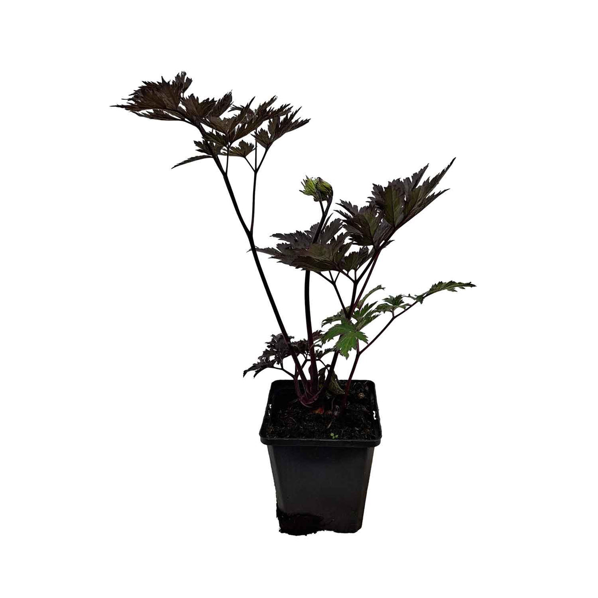 Actaea simp. 'Hillside BlackBeauty' P9