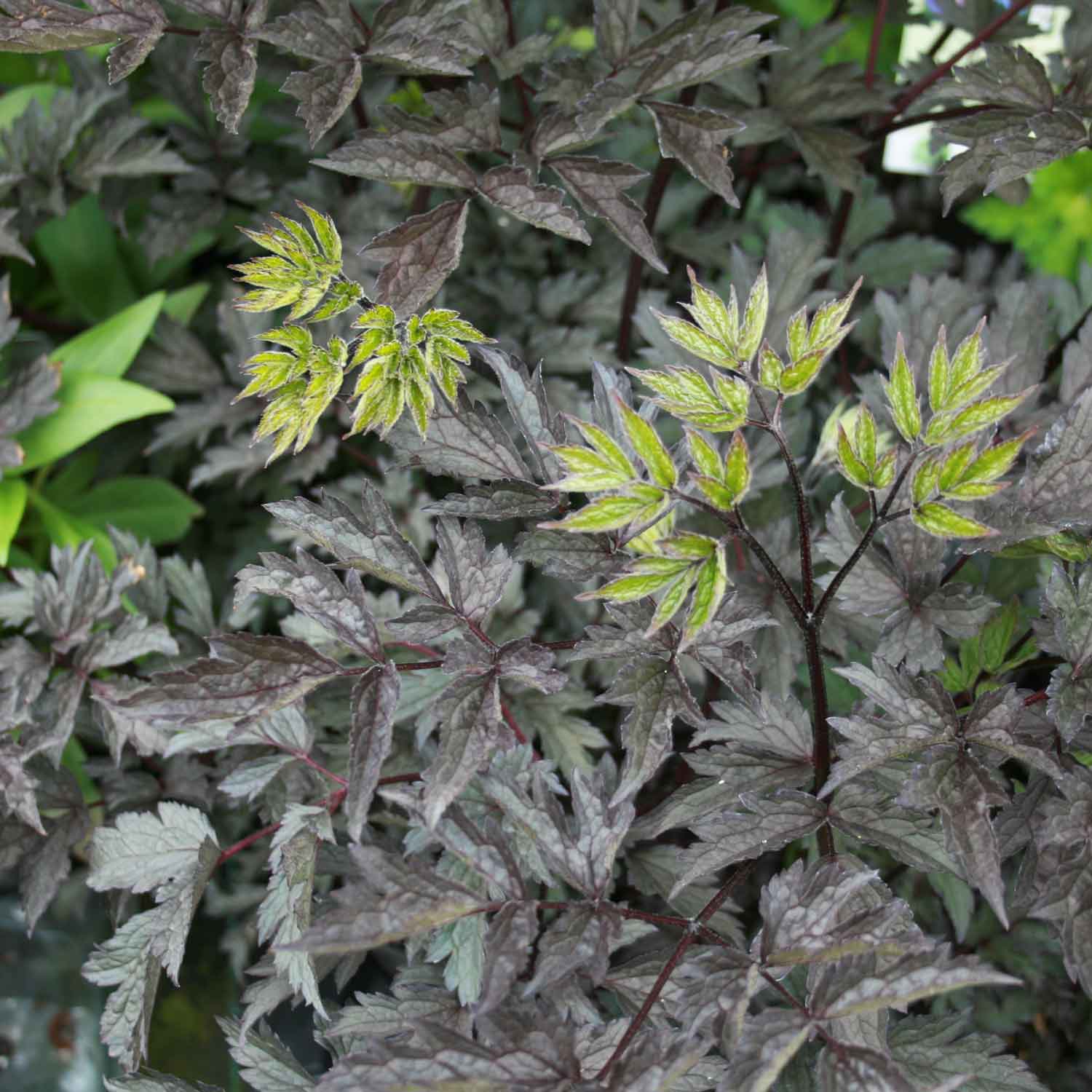 Actaea simp. 'Pink Spike' P9