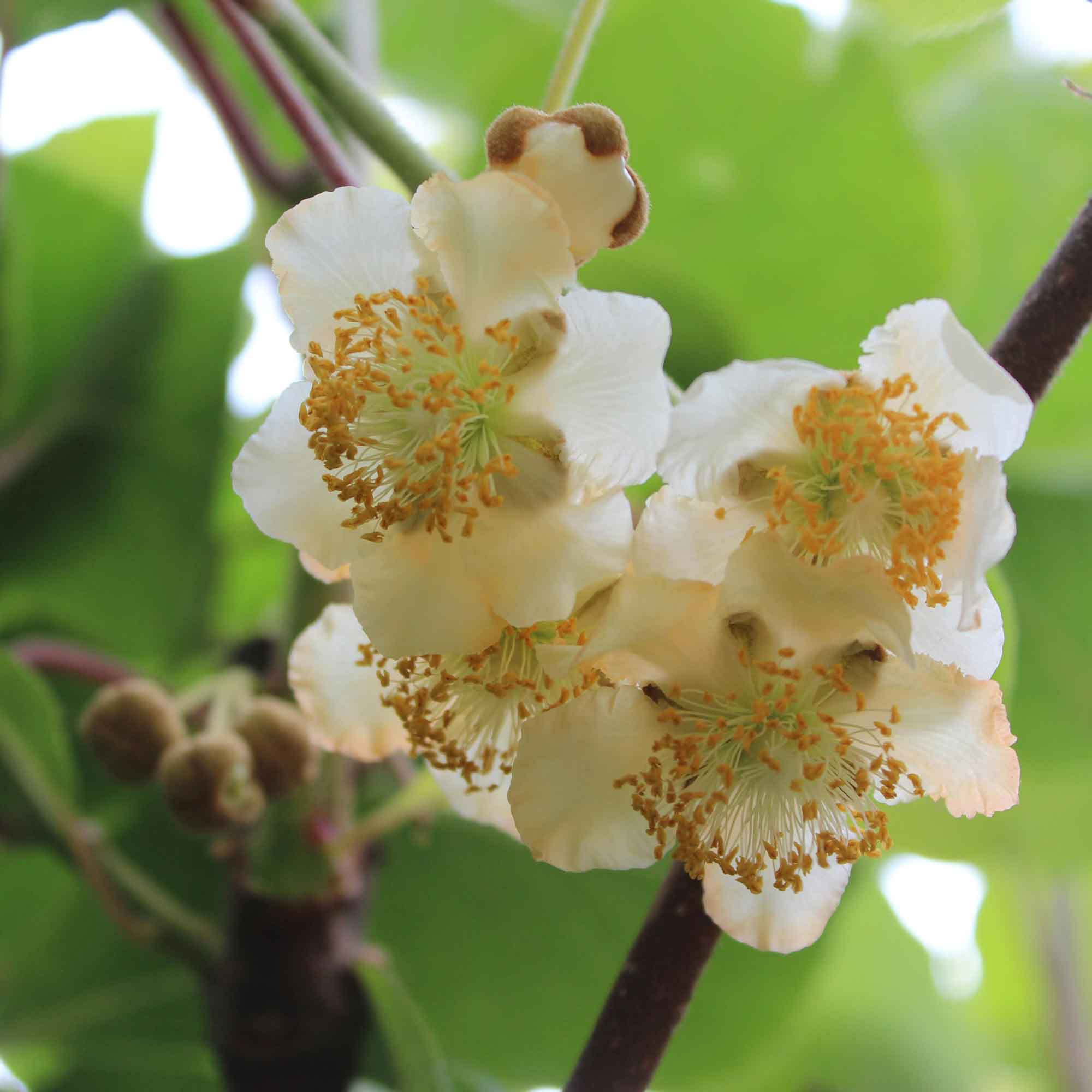 Actinidia chinensis 'Male' C2,3 60- 100