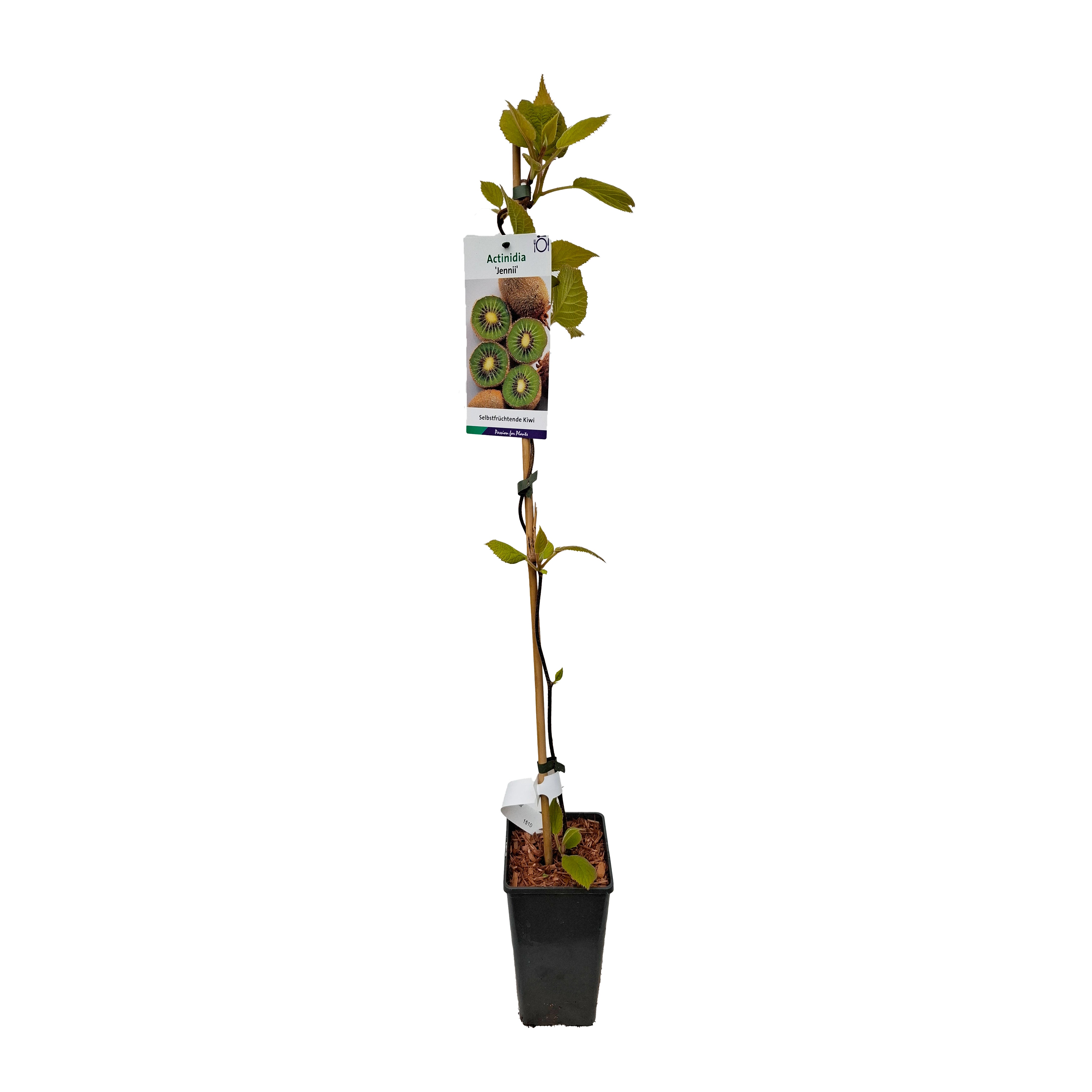 Actinidia chinensis 'Jennii' 80 CMC2