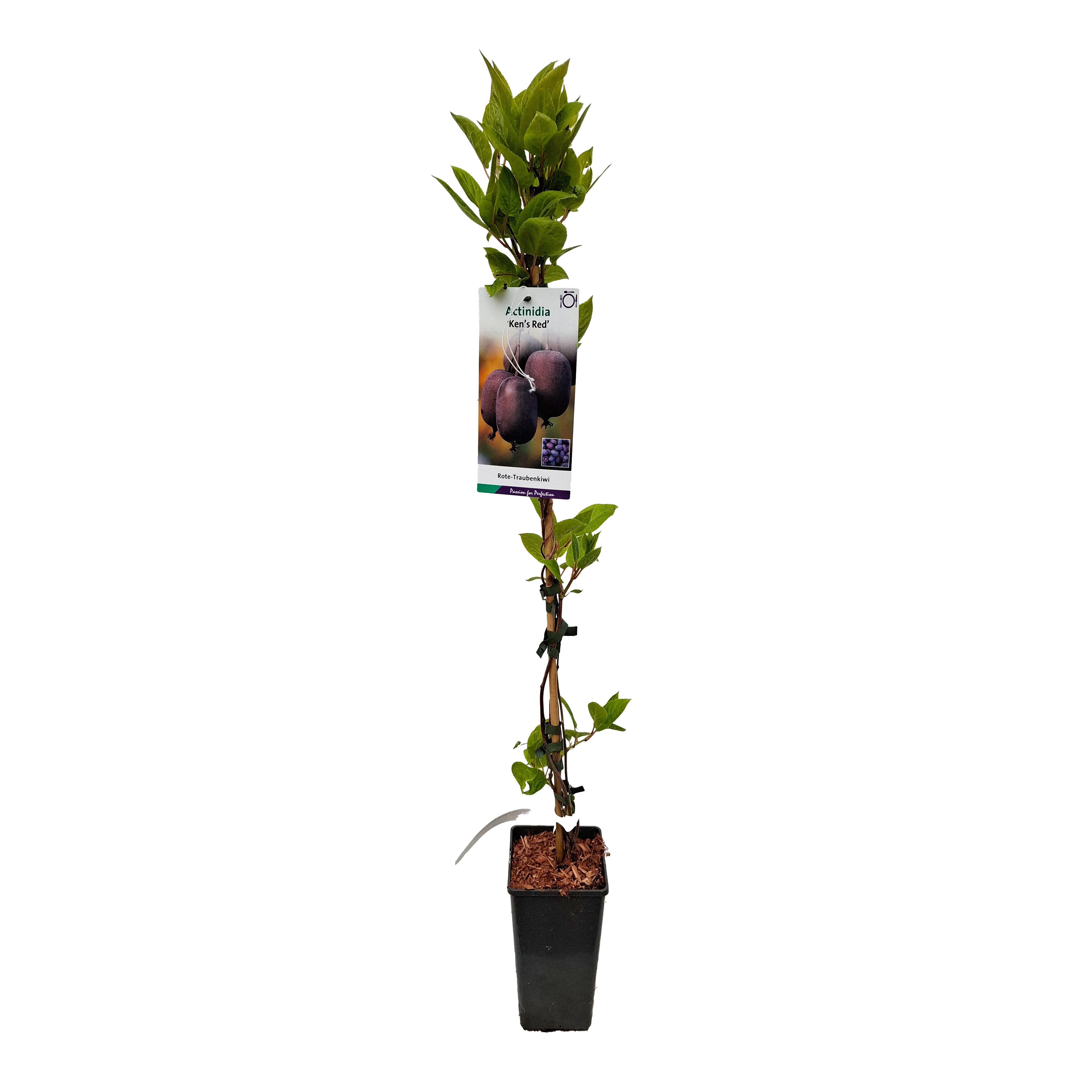 Actinidia arguta 'Ken's Red' 80 CMC2