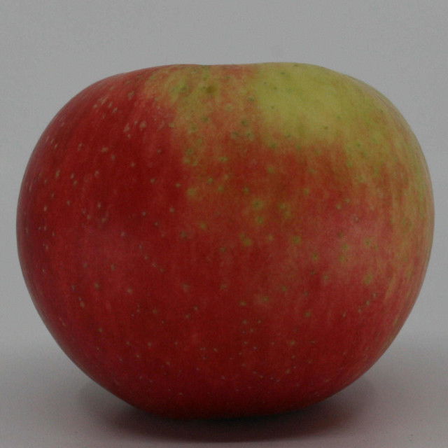 Apple Tree Discovery