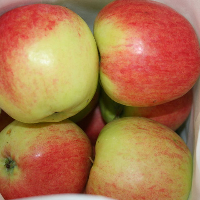 Æbletræ Nanna A2 vildstamme