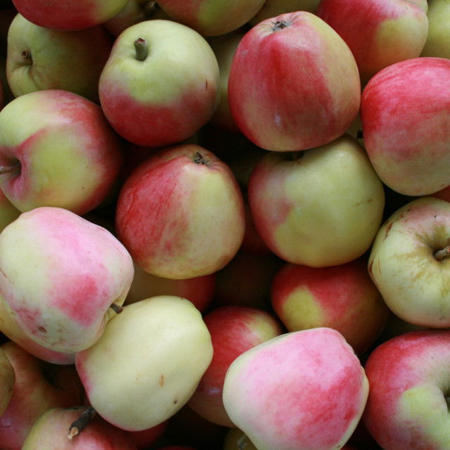 Äppelträd - Röd ananas