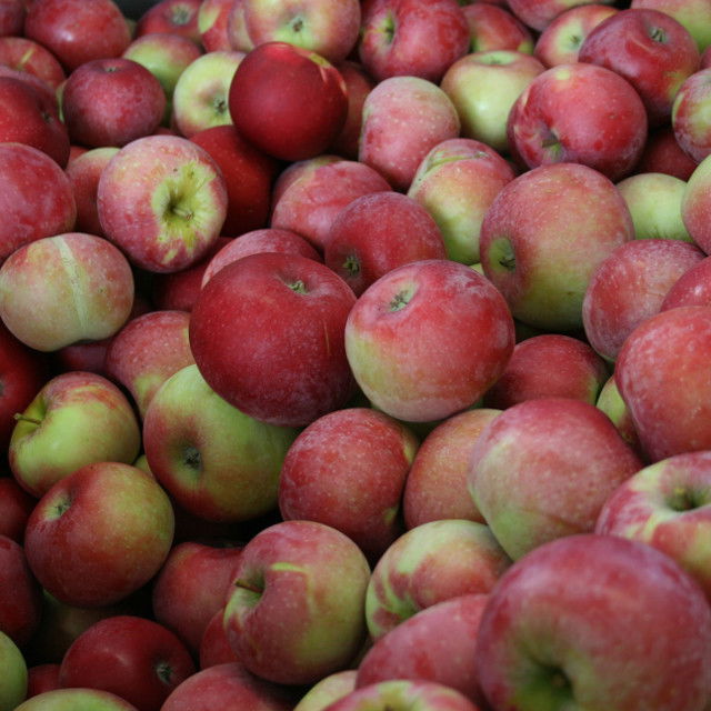 FAMILY TREE-APPLE TRIO.