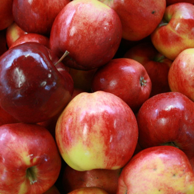 Santana*** 2024 Malus