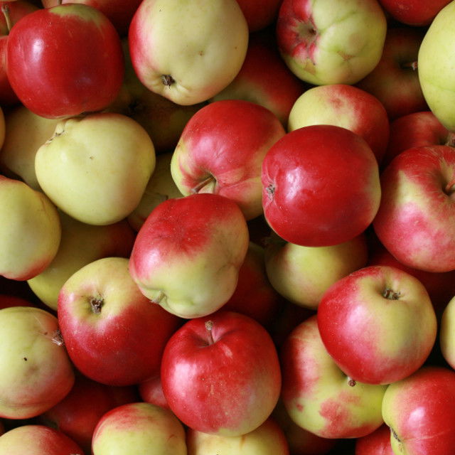 Äppelträd - Soluppgång