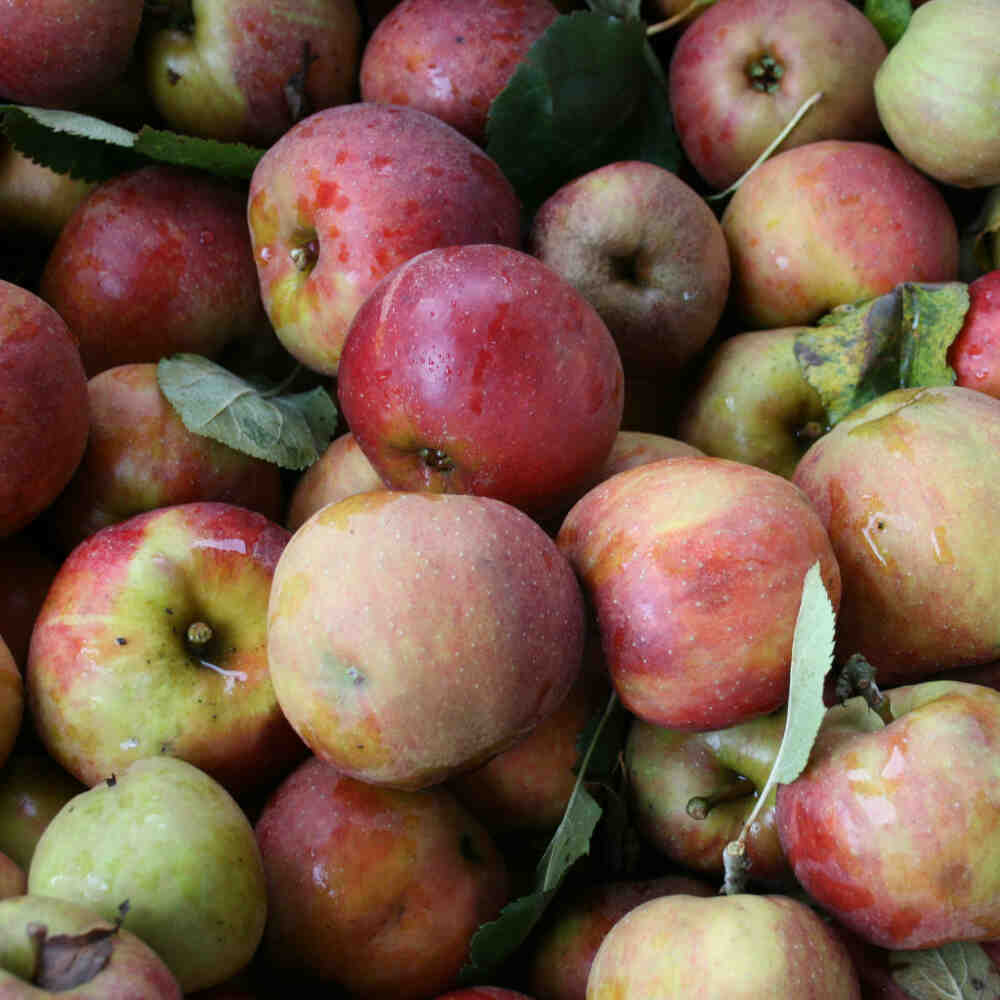 APPLE BELLE DE BOSKOOP-RED-