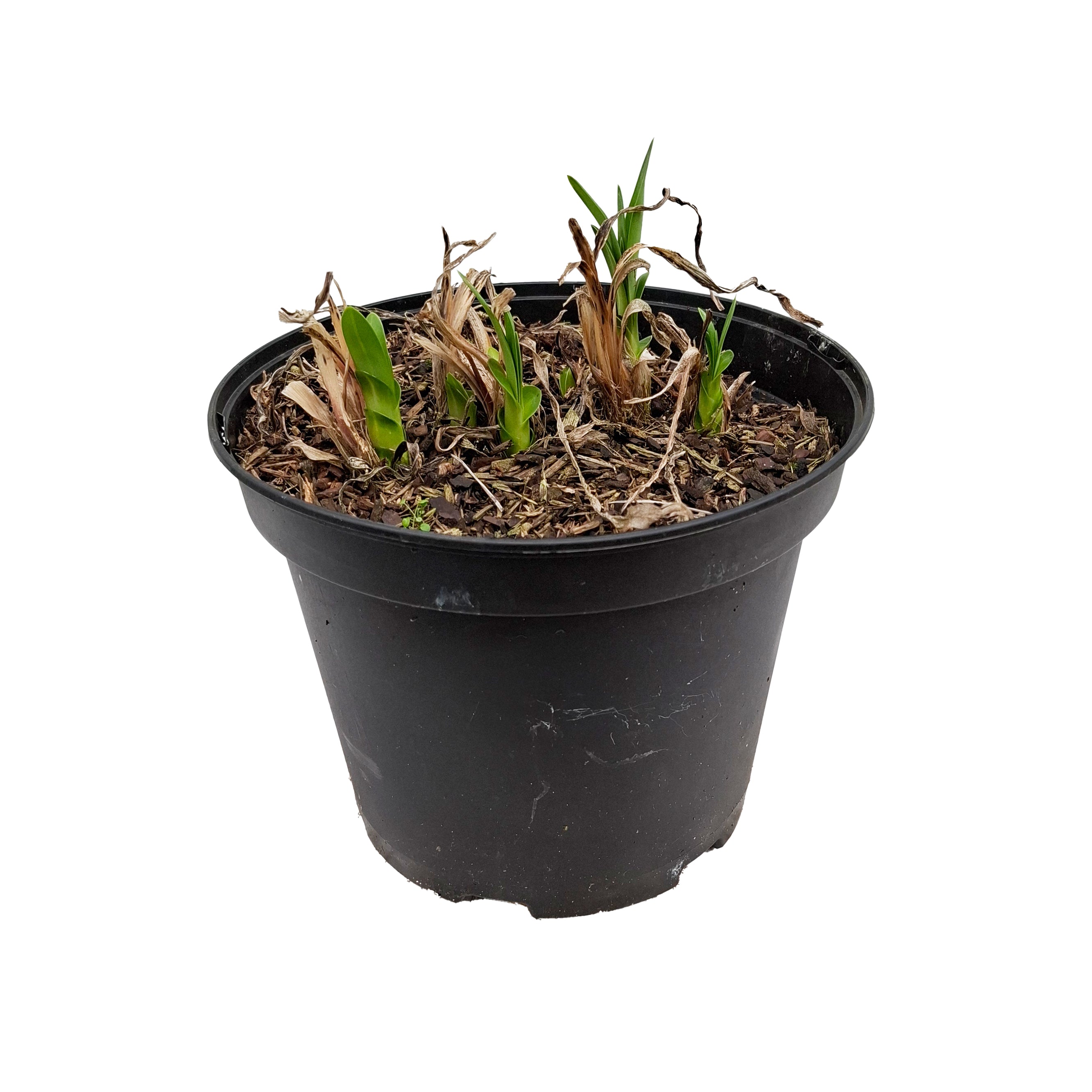 Agapanthus 'Suzan' 5L