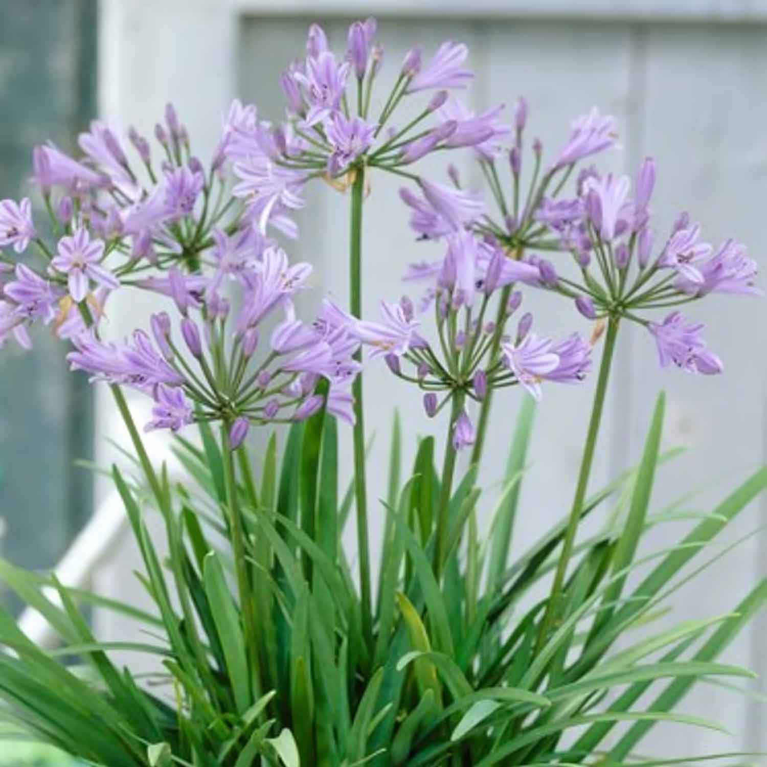 Agapanthus 'Peter Pan' P9