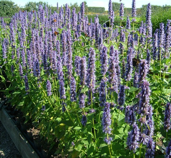 Agastache 'Blue Fortune' P9