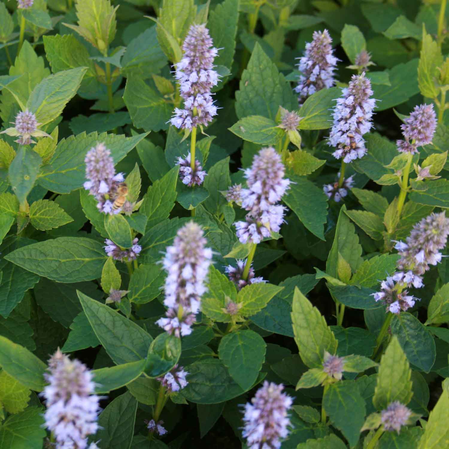 Agastache Hybrid 'Blue Fortune' C3