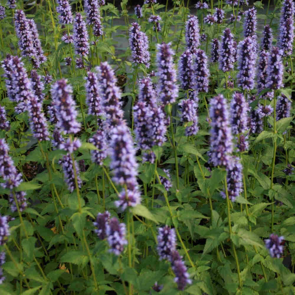 Agastache hyb. 'Black Adder' 1L