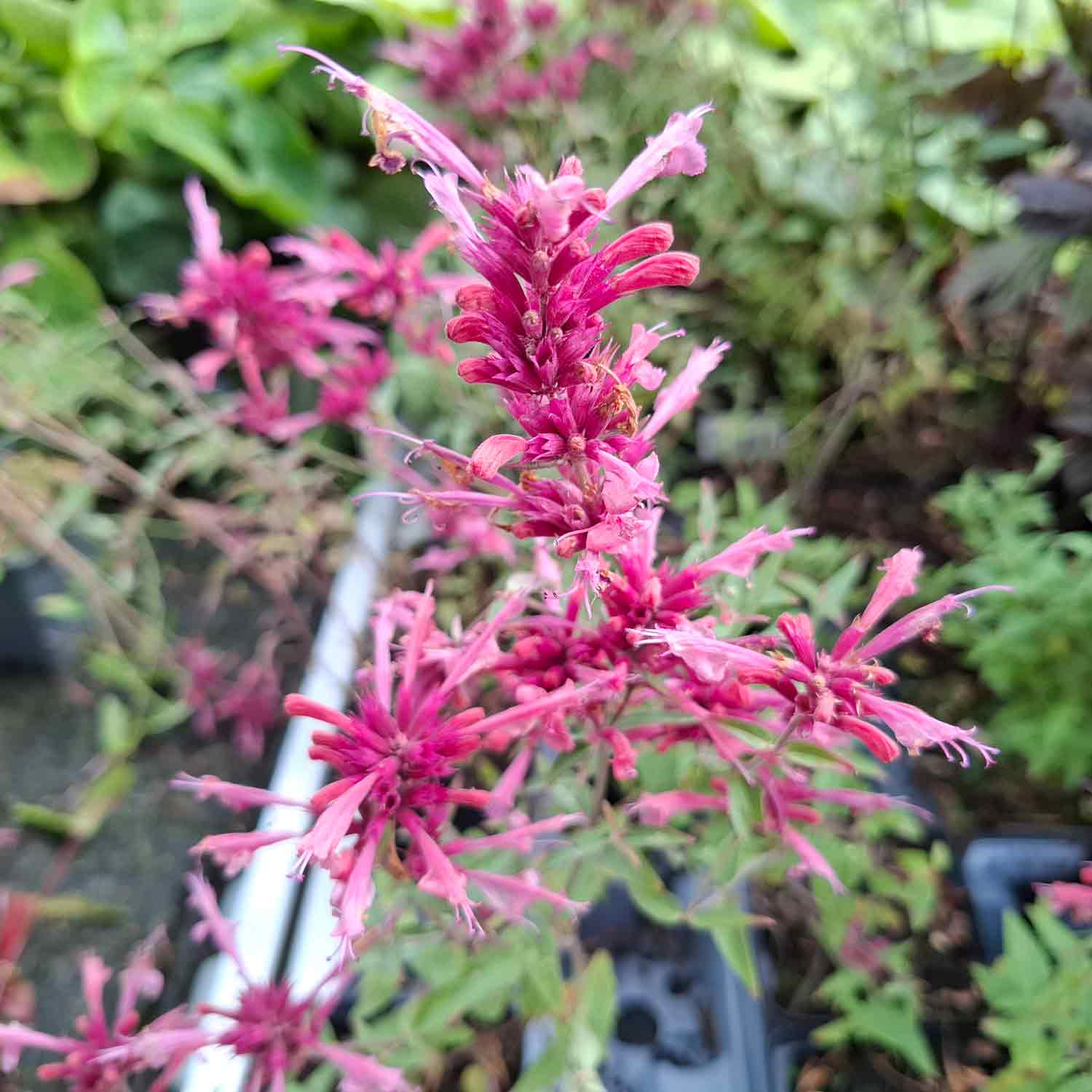 Agastache 'Rosie Posie' P9