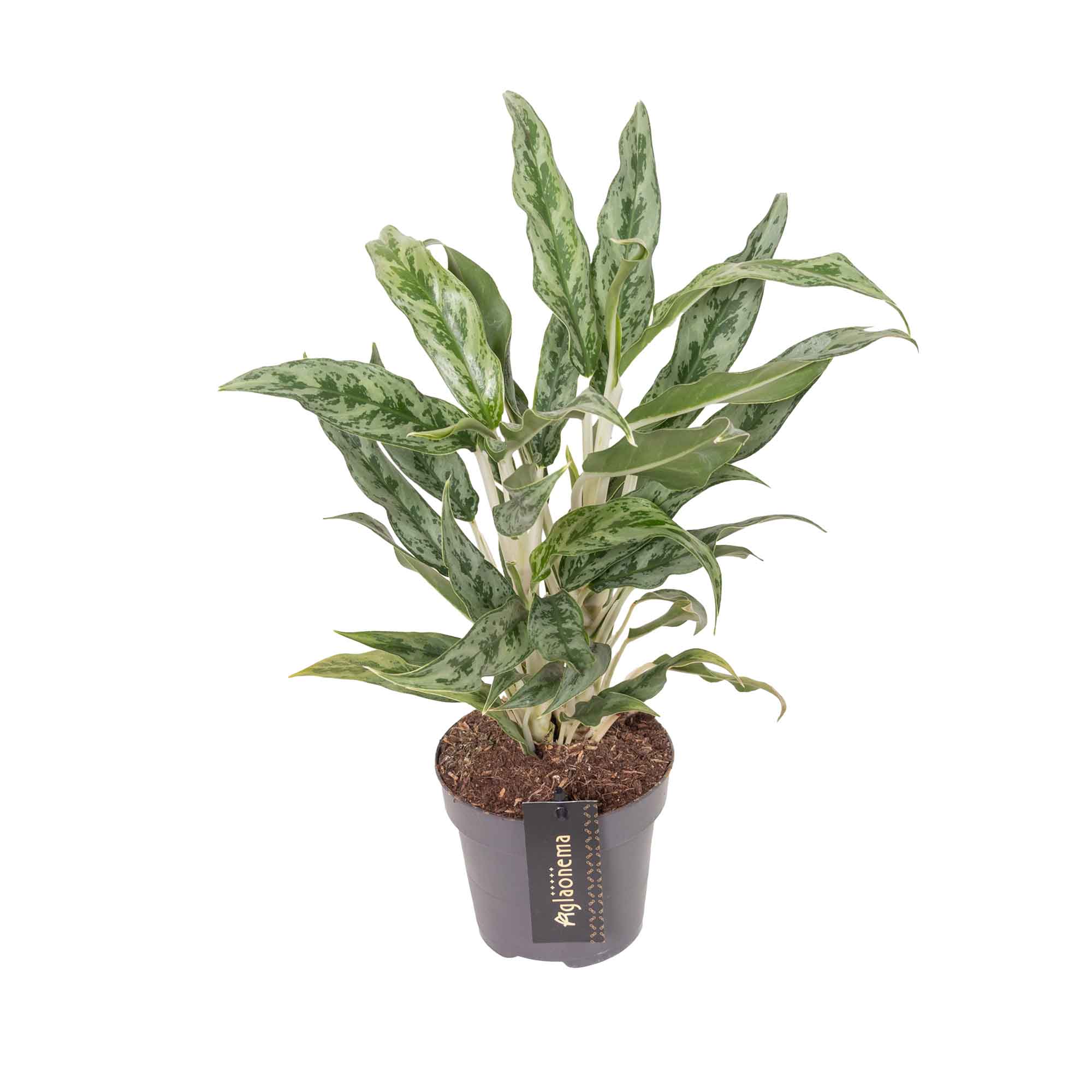 Aglaonema Greyhound 12cm