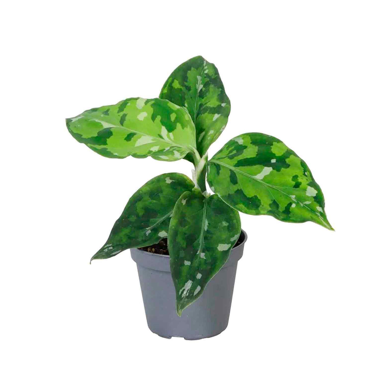 Aglaonema large-leaved other Tricolor 6cm