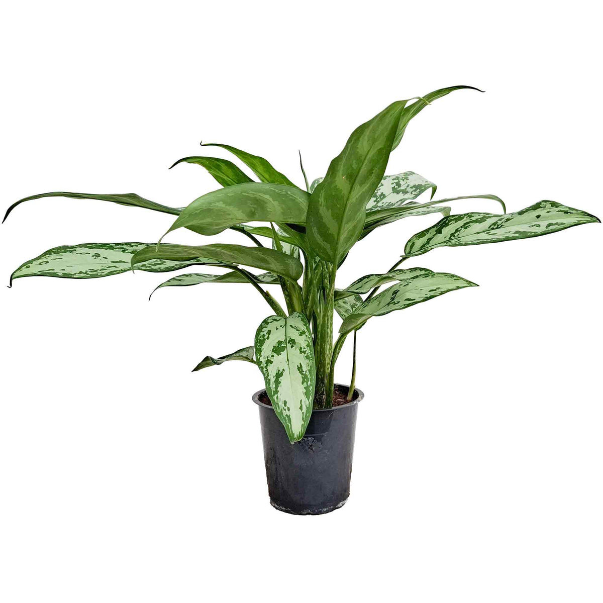 Aglaonema 'Silver Queen Compact' 11cm