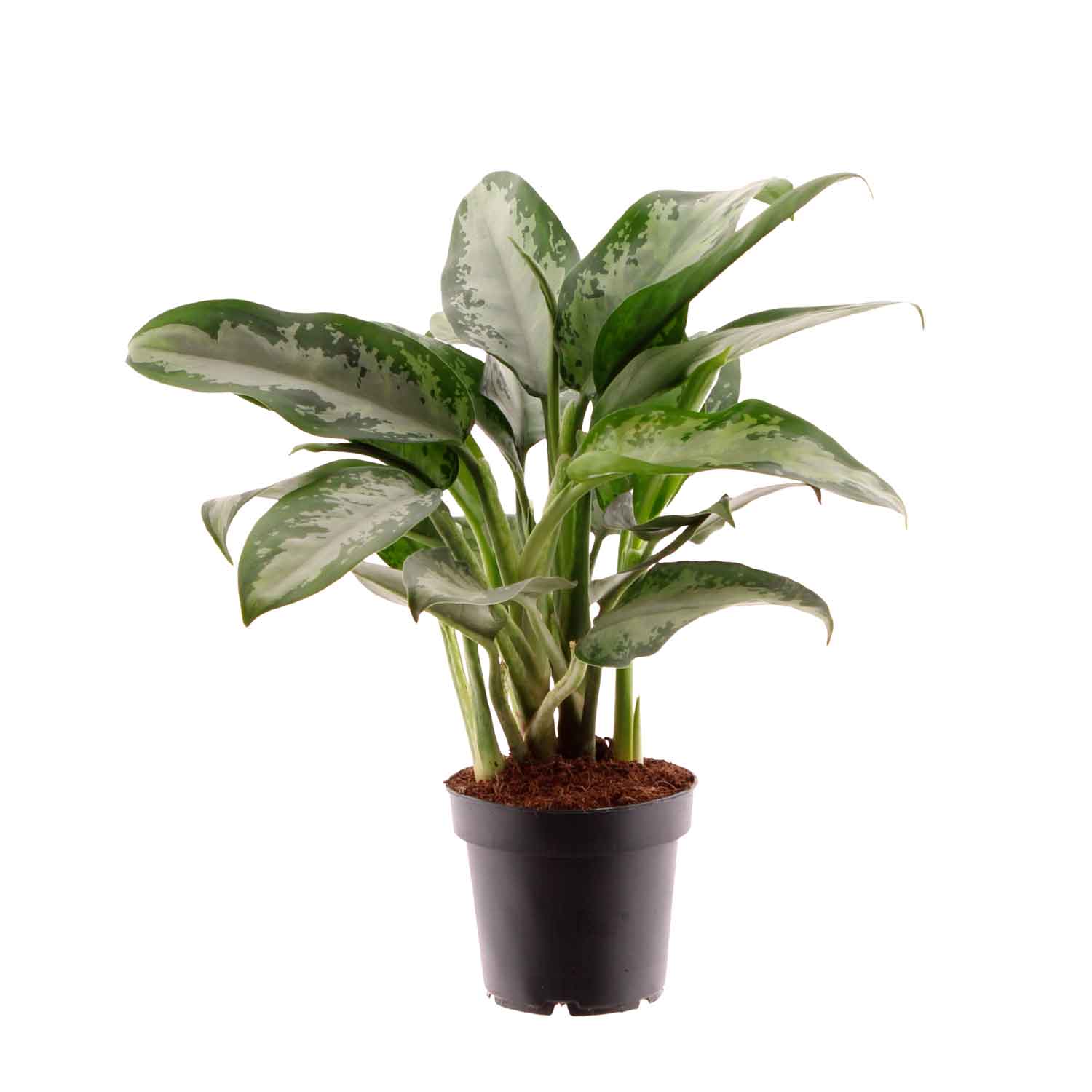 Aglaonema 'Jubilee' 12cm