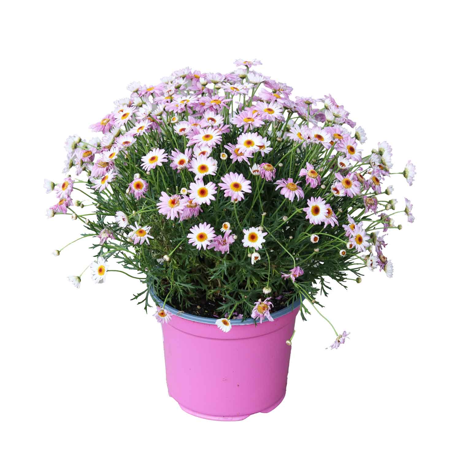 Argyrant. Frukt. Bush D19 - Rosa