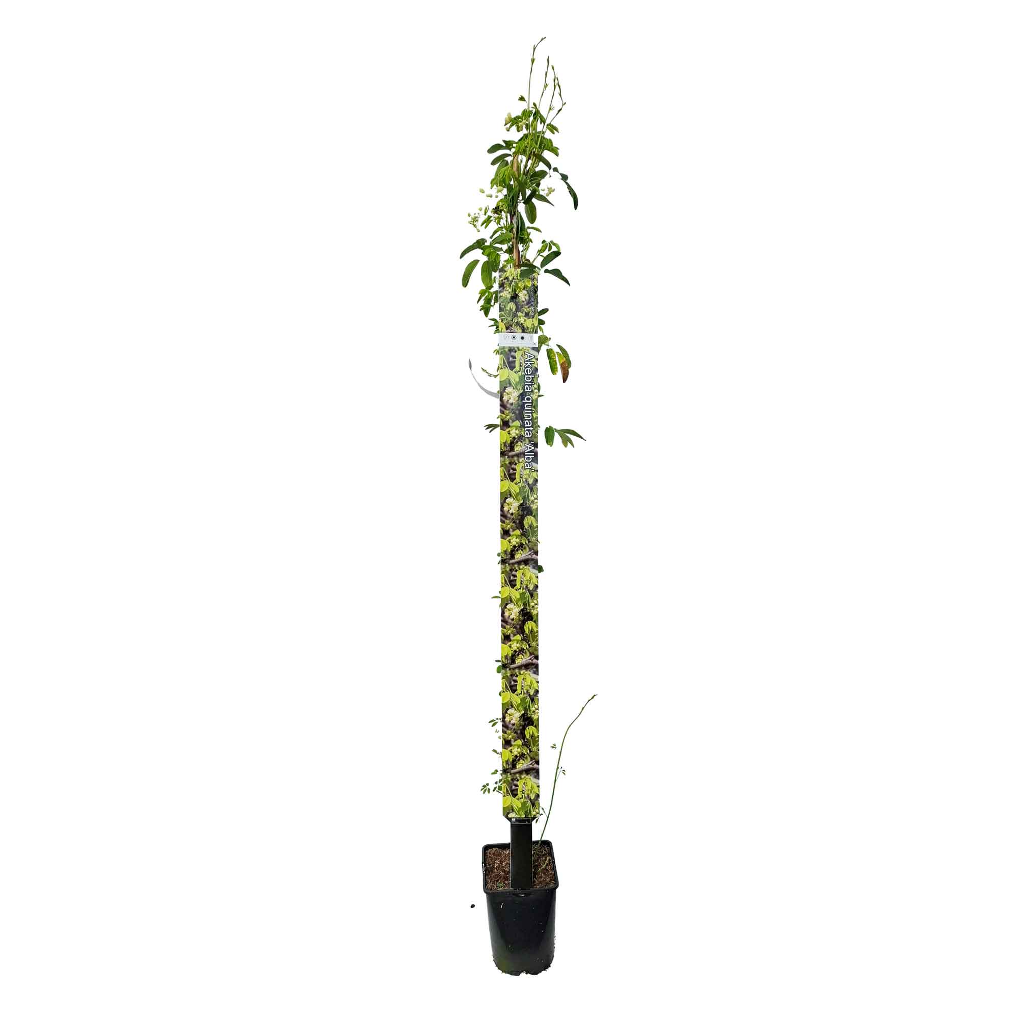 Akebia quinata 'Alba' 150-175cm 5,5L
