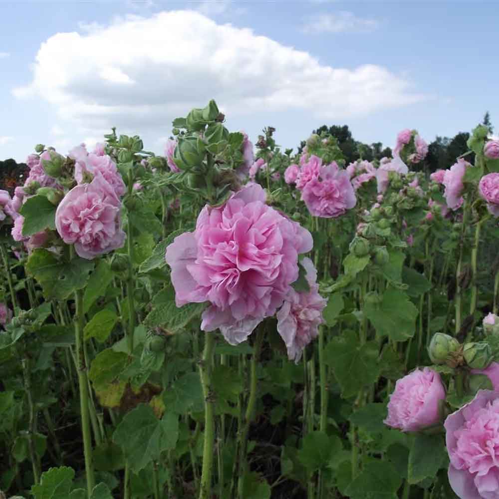 Alcea r. 'Chater's Double Pink' P9